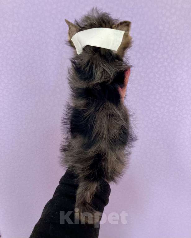 Собаки в Москве: Крупный йорк мраморный мальчик весёлый Мальчик, 50 000 руб. - фото 9