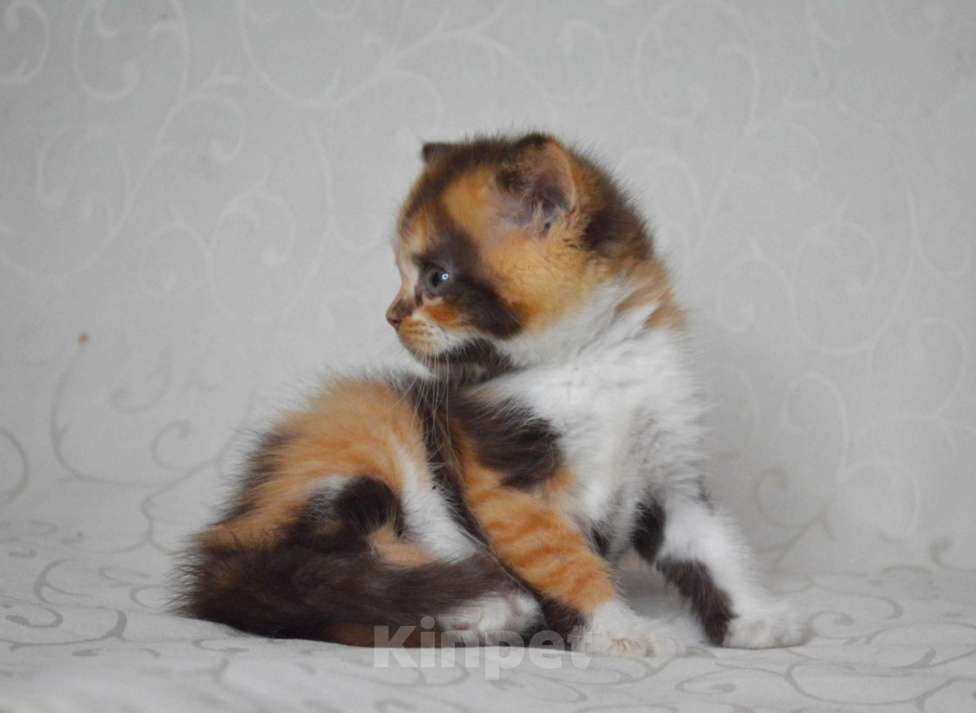 Кошки в Малоархангельске: Предлагается для продажи в разведение Девочка, 90 000 руб. - фото 2