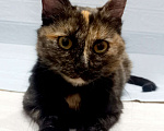 Кошки в Москве: Ласковая кошечка черепахового окраса- 1 год Девочка, 300 руб. - фото 4