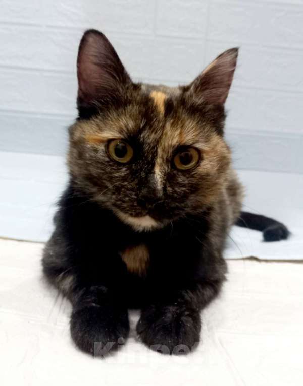 Кошки в Москве: Ласковая кошечка черепахового окраса- 1 год Девочка, 300 руб. - фото 4