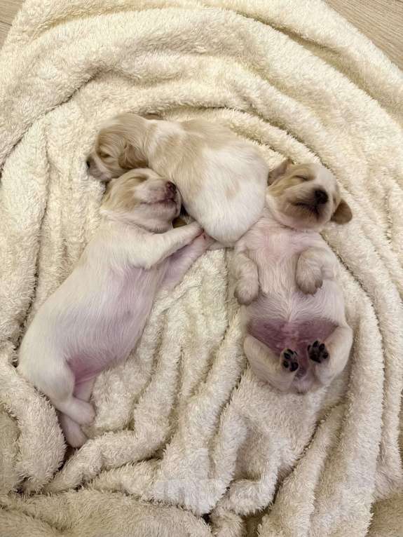 Собаки в других городах Воронежской области: Мальчик  Мальчик, 10 000 руб. - фото 2