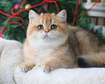 Кошки в Москве: Британский золотой мишутка Мальчик, 60 000 руб. - фото 1