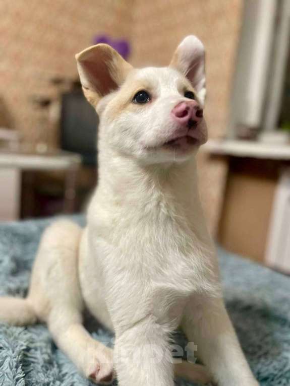 Собаки в Лосином-Петровском: Пинки ,якутенок с розовым носом Девочка, Бесплатно - фото 7