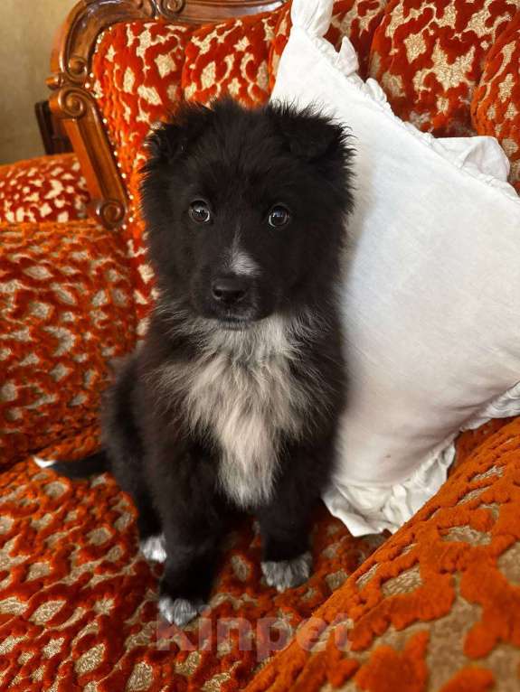 Собаки в Москве: В добрые руки мальчик! щенок ищет дом! Мальчик, Бесплатно - фото 1