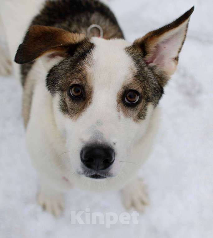 Собаки в Москве: 🐶 Чудесная девочка по имени Юна ищет любовь, заботу и семью🙏   Девочка, Бесплатно - фото 4