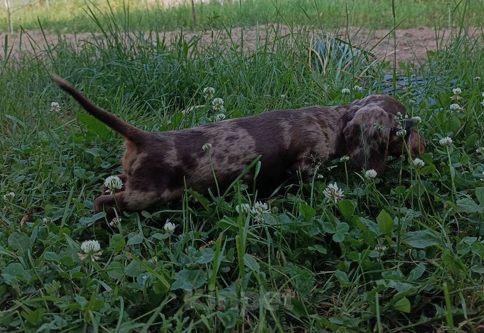 Собаки в других городах Московской области: щенки таксы жш Мальчик, 50 000 руб. - фото 2