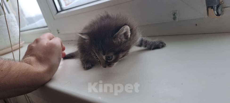 Кошки в Казани: Отдам котят в добрые руки 🐾 Девочка, Бесплатно - фото 5