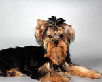 Собаки в Омске: Подрощенный щенок йоркширского терьера. Девочка, 30 000 руб. - фото 1