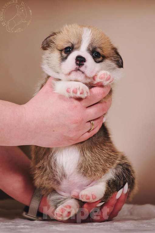 Собаки в Москве: Щенки вельш корги пемброк в поиске своих лучших семей. Мальчик, Бесплатно - фото 10