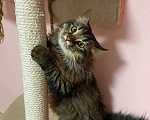 Кошки в Москве: Молодой роскошный ласковый котик! Мальчик, 10 руб. - фото 2