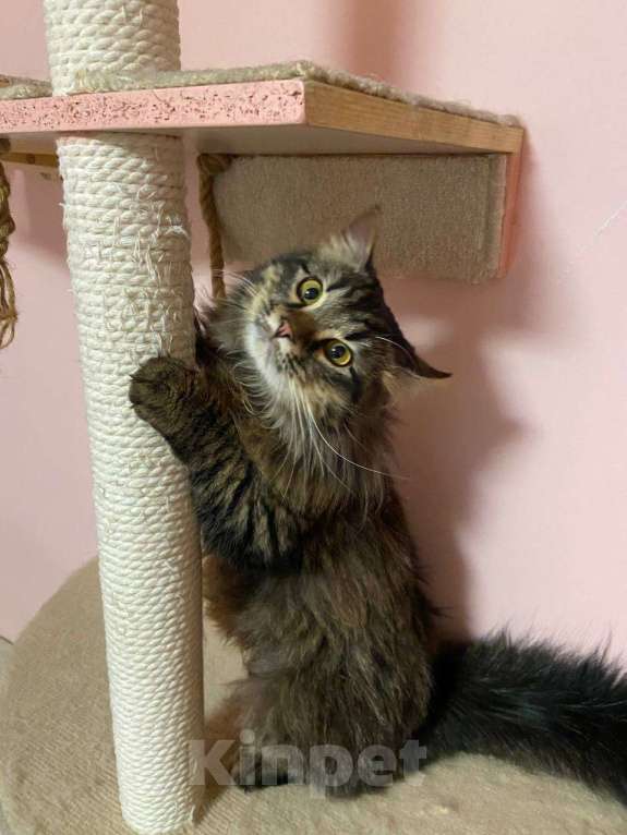 Кошки в Москве: Молодой роскошный ласковый котик! Мальчик, 10 руб. - фото 2