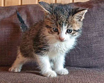 Кошки в Москве: Ищем добрые руки для очаровательных котят Мальчик, 10 руб. - фото 5