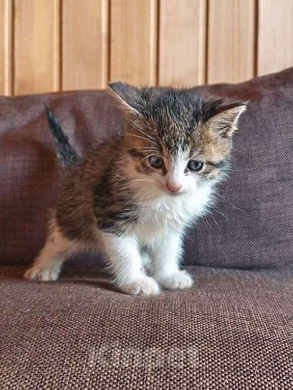 Кошки в Москве: Ищем добрые руки для очаровательных котят Мальчик, 10 руб. - фото 5