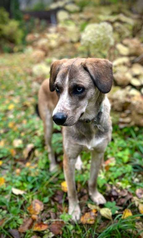 Собаки в Москве: Маня, глаза цвета неба Девочка, Бесплатно - фото 4