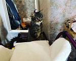 Кошки в Москве: Отдам в добрые руки Мальчик, Бесплатно - фото 4