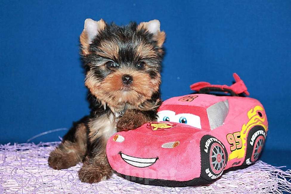 Собаки в Москве: Мальчик, мелкий стандарт, Блейк. Мальчик, 80 000 руб. - фото 3