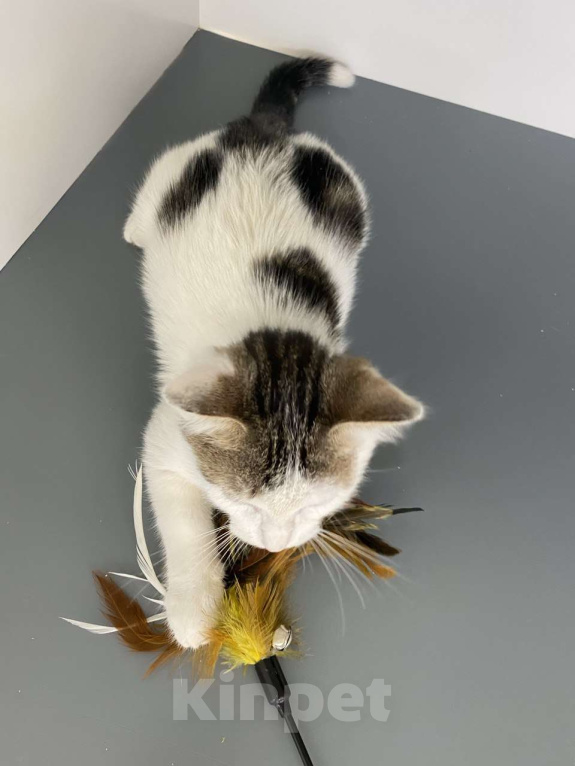 Кошки в Москве: Котенок-подросток в шапочке в добрые руки Мальчик, Бесплатно - фото 10