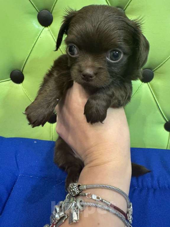 Собаки в Москве: Малыш  шоколадка   Мальчик, 25 000 руб. - фото 3
