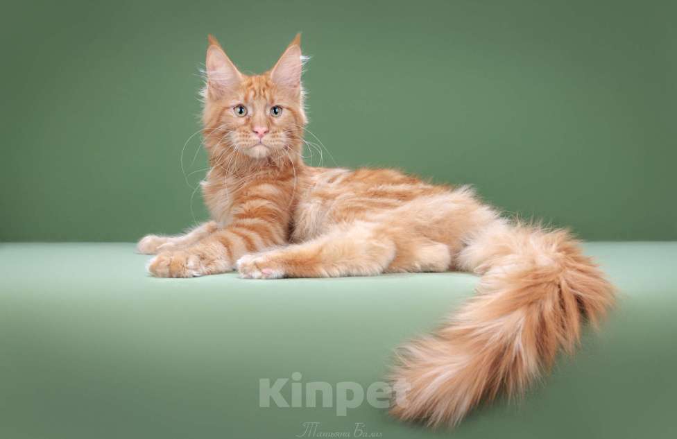 Кошки в Москве: Подросток Мейн-кун Мальчик, 30 000 руб. - фото 1