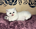 Кошки в Красногорске: Шотландская девочка, открыто бронирование Девочка, Бесплатно - фото 1