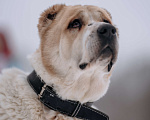 Собаки в Видном: Алабай Джек, 6 лет Мальчик, Бесплатно - фото 5