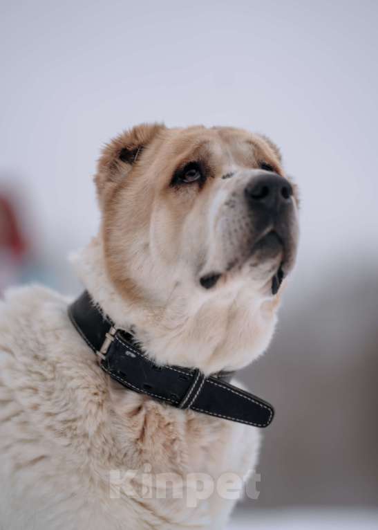 Собаки в Видном: Алабай Джек, 6 лет Мальчик, Бесплатно - фото 5