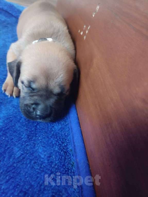 Собаки в других городах Ставропольского края: Ищем хороших хозяев  Девочка, Бесплатно - фото 2