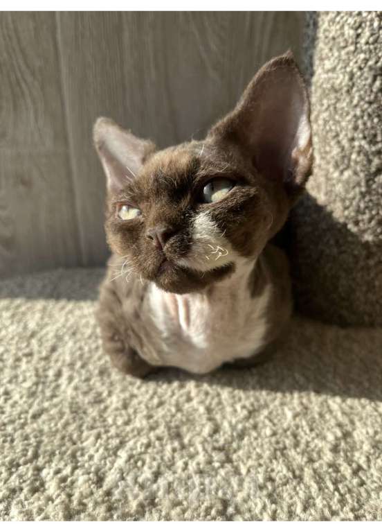 Кошки в Москве: Девон-рекс от чемпиона Разнополые, 80 000 руб. - фото 2