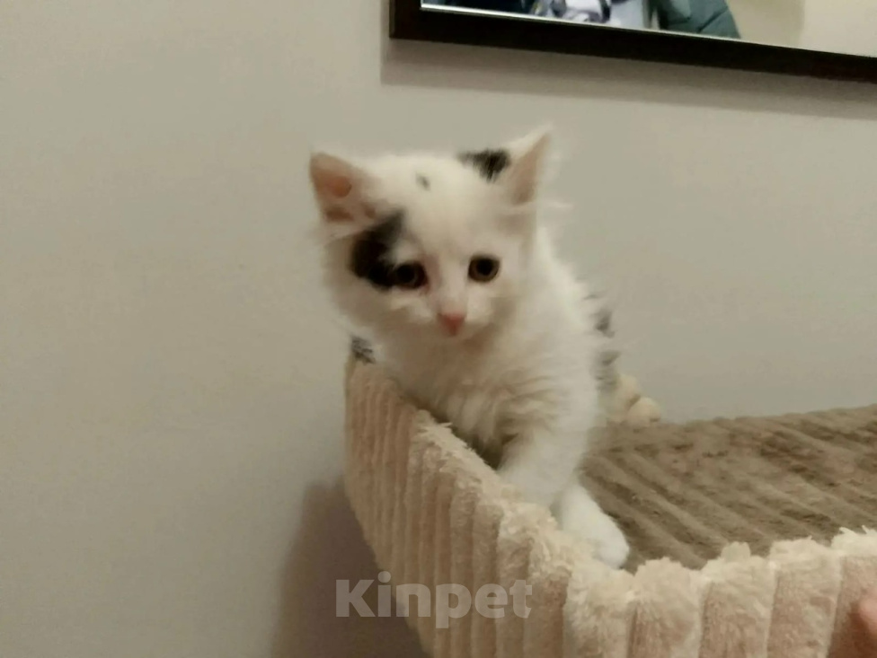 Кошки в Москве: Маленькие котята (2 мес.) в добрые руки Девочка, Бесплатно - фото 10