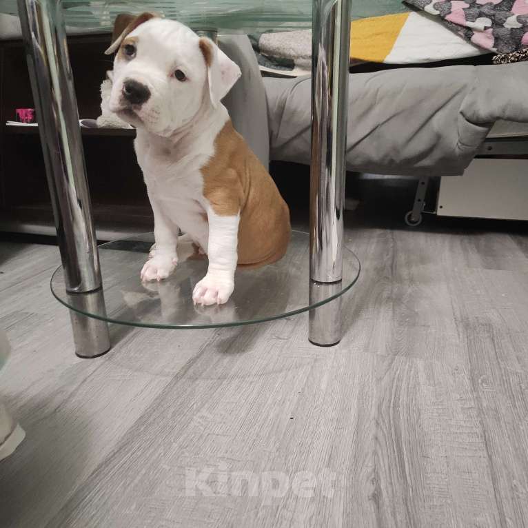 Собаки в Волхове: Щенок амстафф Мальчик, 95 000 руб. - фото 5