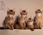 Кошки в Москве: Сомалийские котята из питомника  Девочка, 55 руб. - фото 1