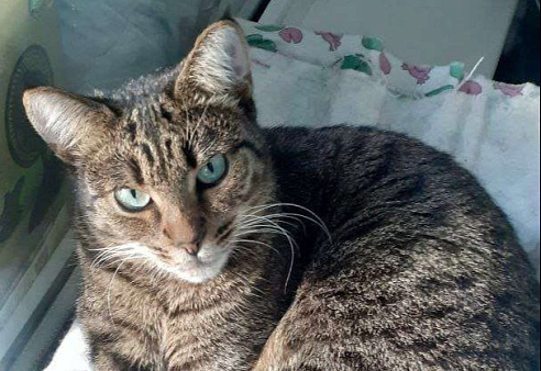 Кошечка Бася ищет добрых людей