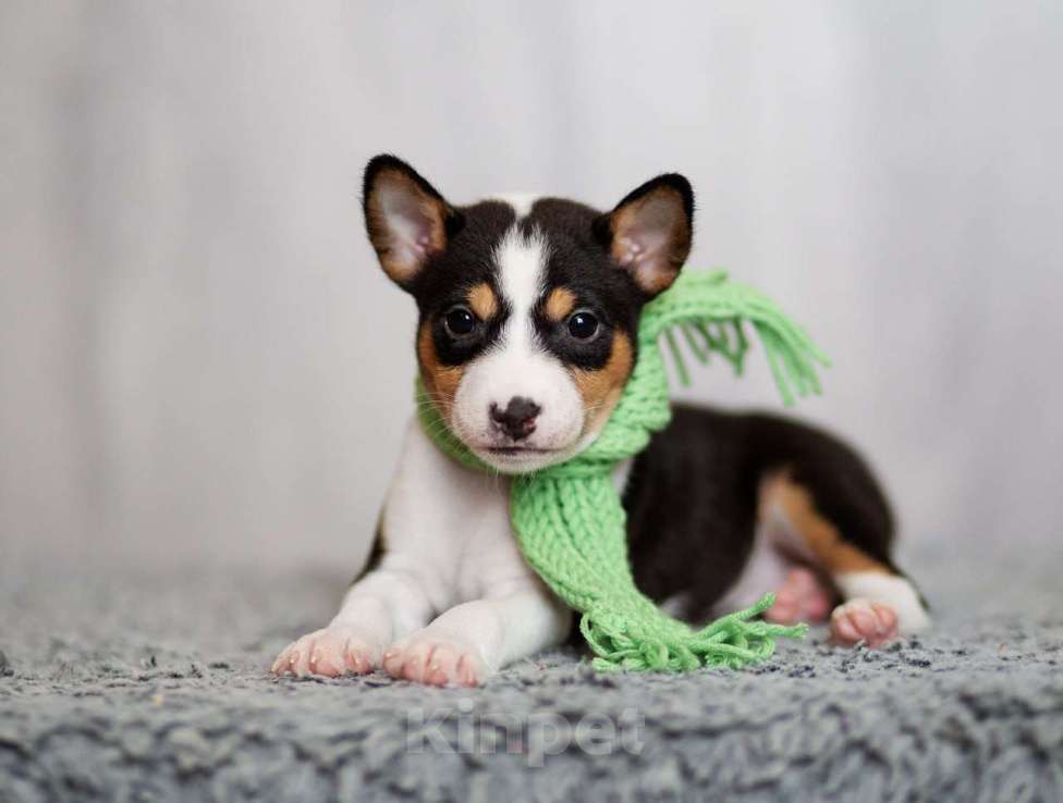 Собаки в Нижнем Новгороде: Щенок басенджи Мальчик, 70 000 руб. - фото 1