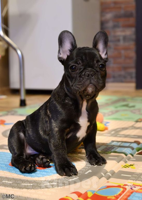 Собаки в Щелково: Французский бульдог мальчик Мальчик, Бесплатно - фото 2