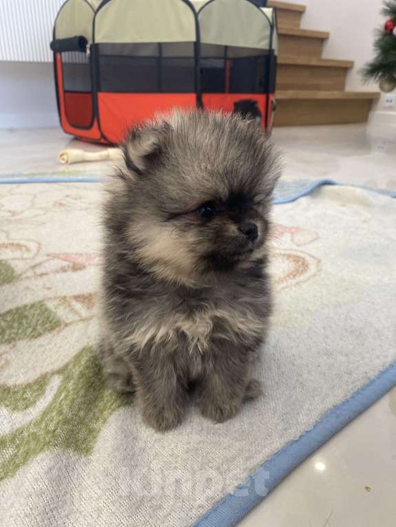 Собаки в Нижнем Новгороде: Малый шпиц Девочка, 30 088 руб. - фото 2