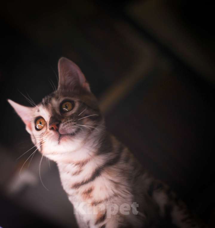 Кошки в Москве: Бенгальский котенок серебро Мальчик, 45 000 руб. - фото 9