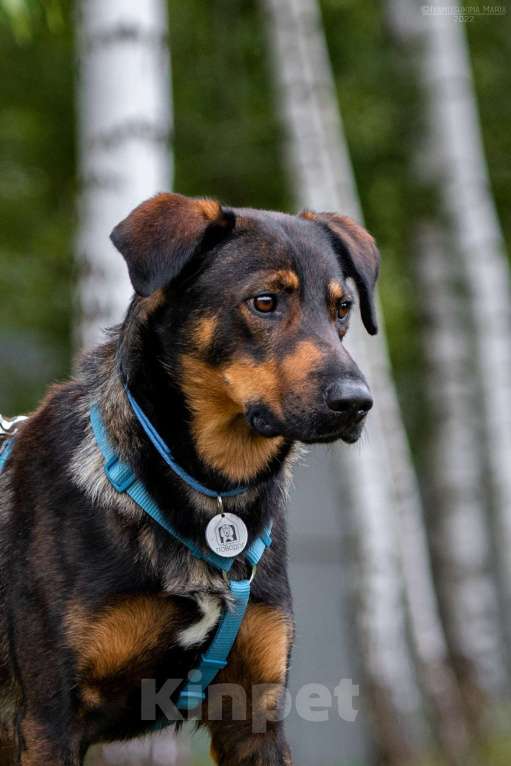 Собаки в Наро-Фоминске: Ласковый пес Мироша Мальчик, Бесплатно - фото 5