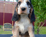 Собаки в Зеленограде: Английский кокер спаниель щенки Мальчик, 30 000 руб. - фото 9