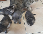 Кошки в Михайловске: Отдам котят в добрые руки! Девочка, Бесплатно - фото 4