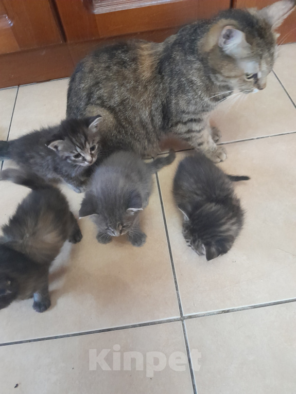 Кошки в Михайловске: Отдам котят в добрые руки! Девочка, Бесплатно - фото 4