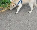 Собаки в Новосибирске: Щенок метис хаски-лабрадор/ретривер Девочка, Бесплатно - фото 4