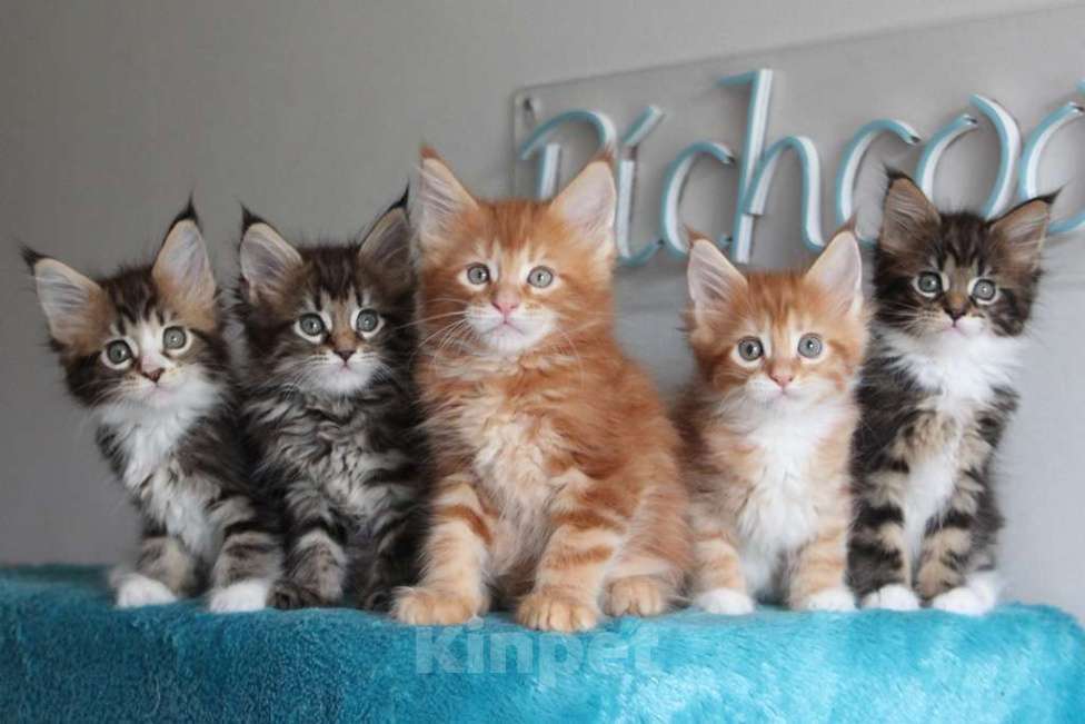 Кошки в Екатеринбурге: Котята мейнкун из питомника Ричкун- Екатеринбург Мальчик, 60 000 руб. - фото 3