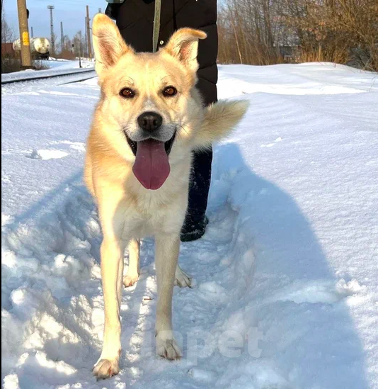Собаки в Москве: Чип Мальчик, Бесплатно - фото 4