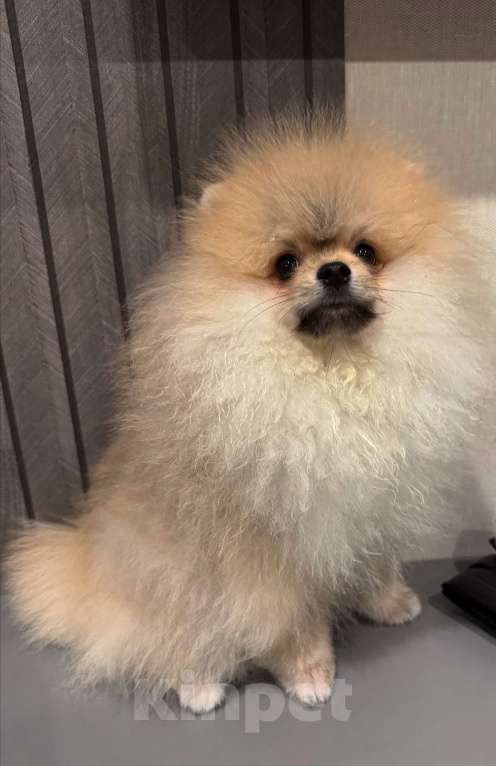 Собаки в Краснодаре: Щенок Мальчик, Бесплатно - фото 3