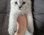 Кошки в Ростове-на-Дону: Шотландский прямоухий котёнок Девочка, 5 000 руб. - фото 1