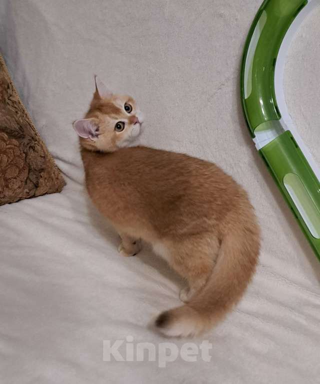 Кошки в Москве: Золотой шотландский мальчик  Мальчик, 30 000 руб. - фото 3