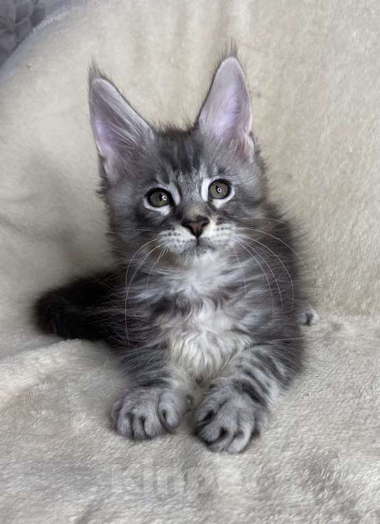 Кошки в Дмитрове: Черный серебристый мраморный мальчик Xavier Мальчик, 40 000 руб. - фото 6