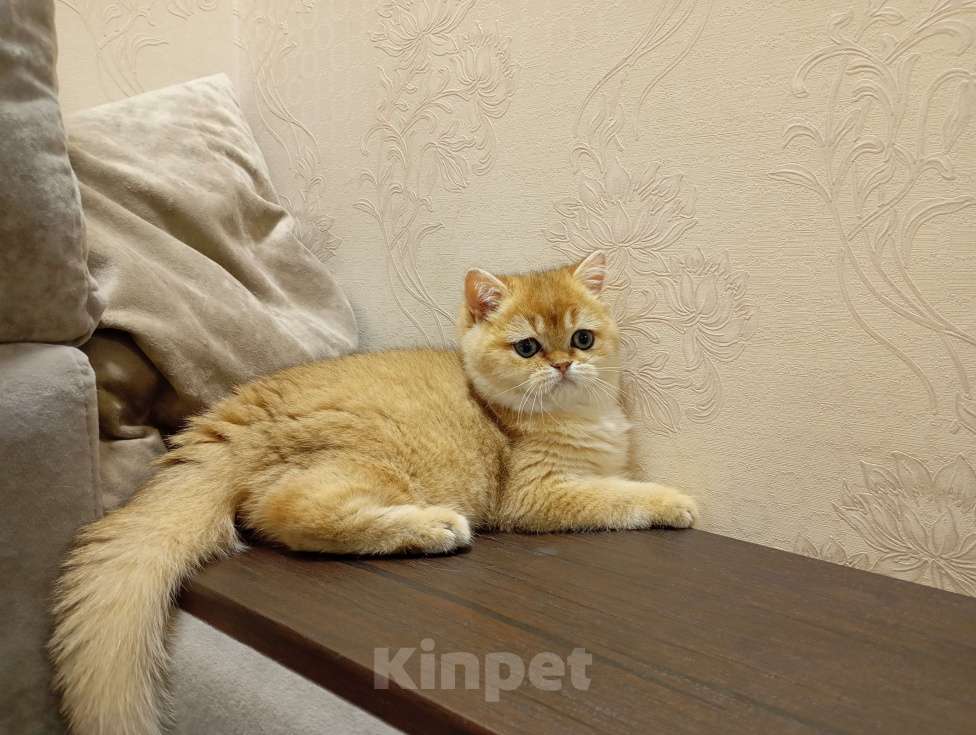 Кошки в Москве: Шотландский котик страйт Мальчик, 150 000 руб. - фото 5