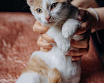 Кошки в Москве: Котята Симба и Пуфик ищут дом! Мальчик, Бесплатно - фото 5