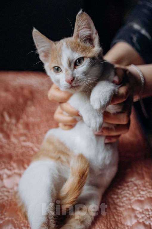 Кошки в Москве: Котята Симба и Пуфик ищут дом! Мальчик, Бесплатно - фото 5